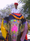 elephant_colorful_face.JPG (68601 bytes)