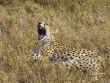 cheetah roar in kenya masai mara